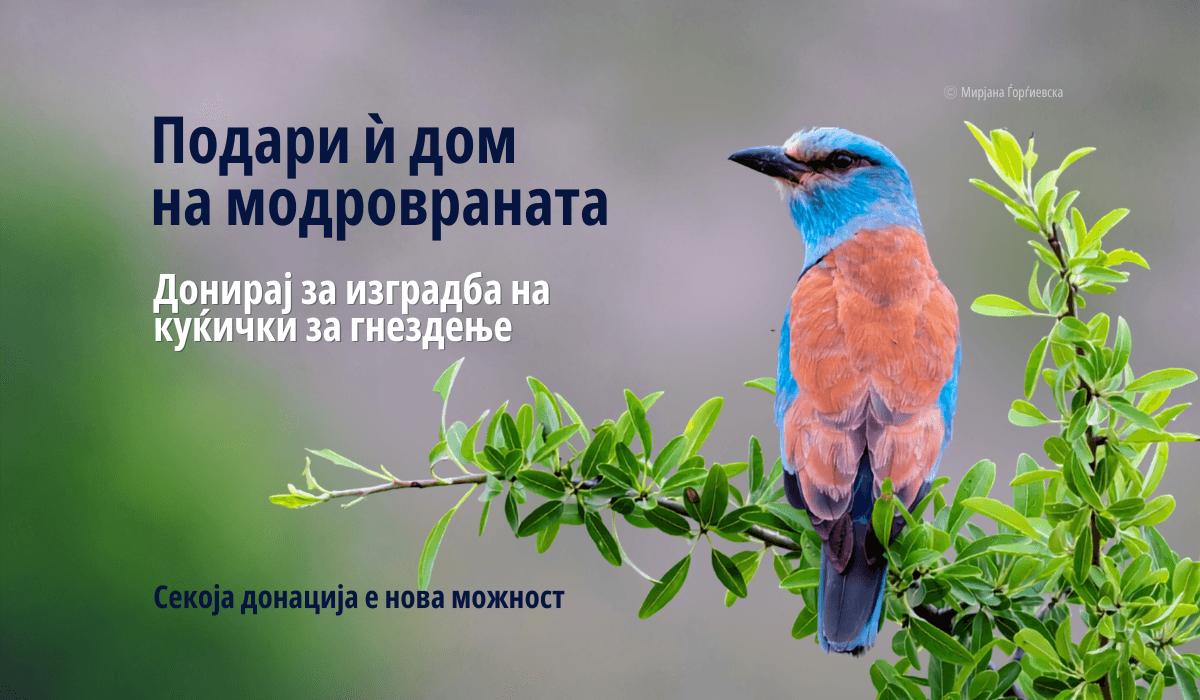Подари дом за модровраната – донирај денес!