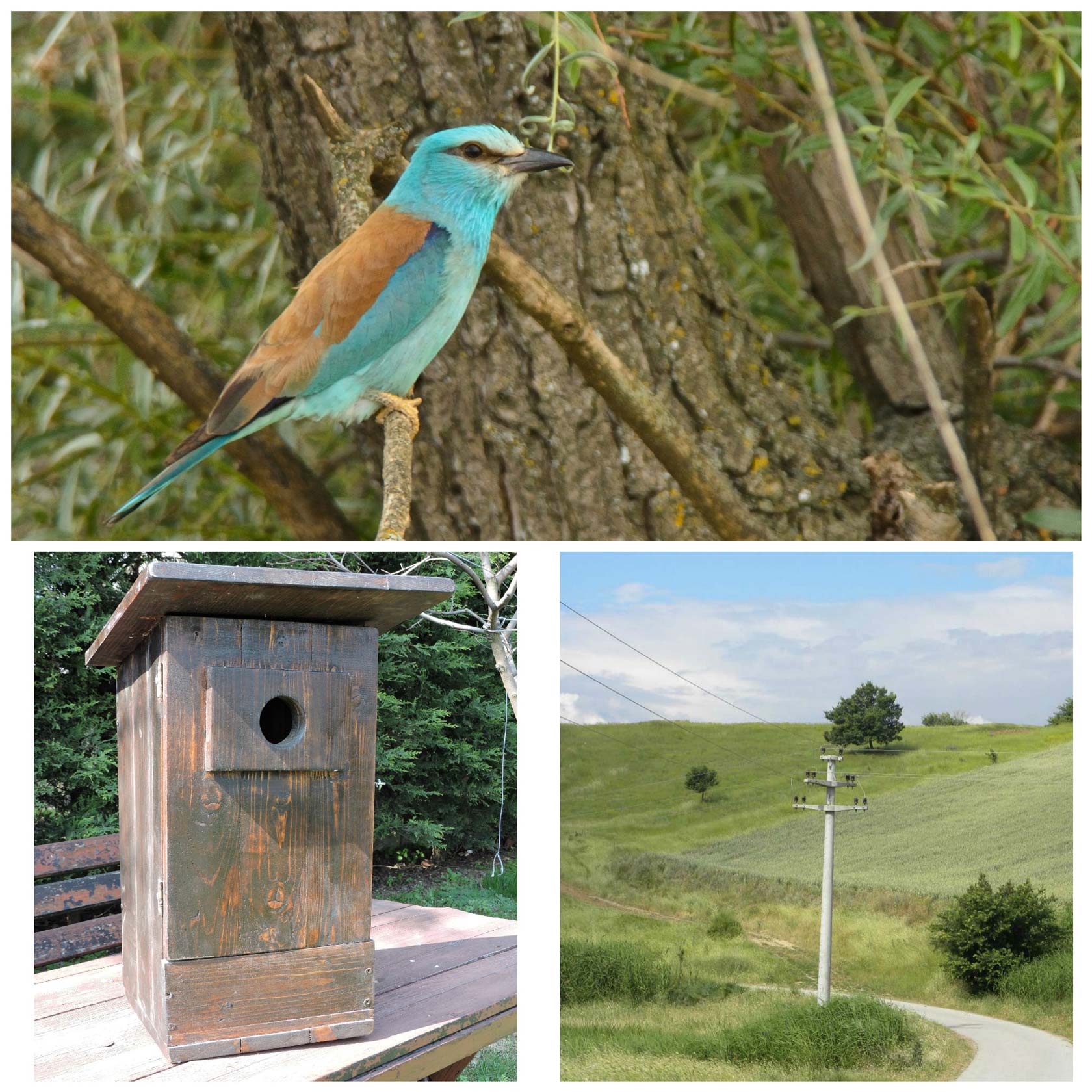 rollers and nestboxes